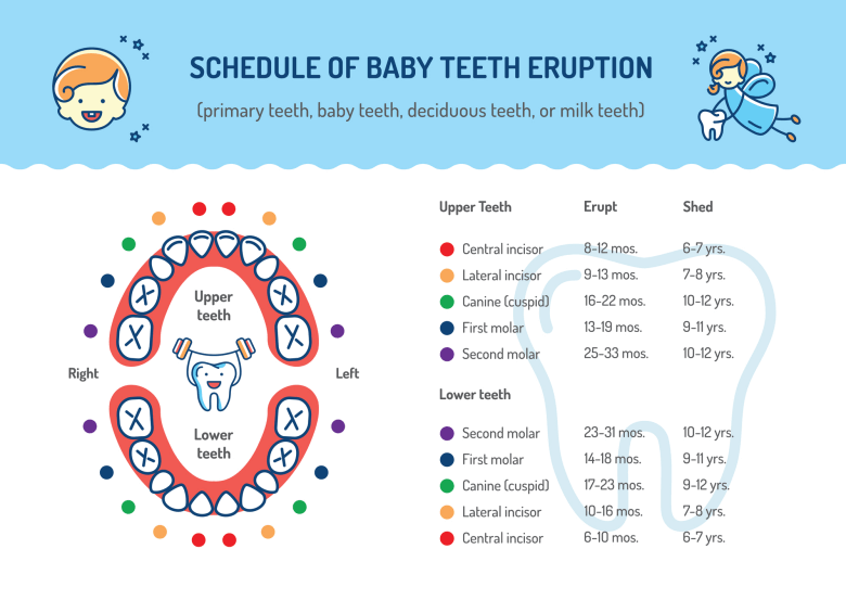 When Do Baby Teeth Appear Teething Chart Avon Valley